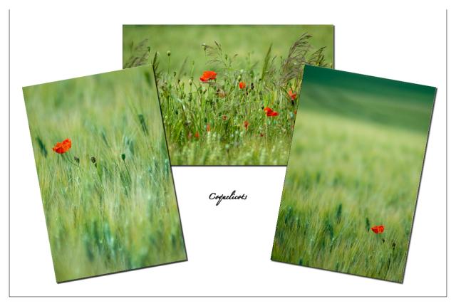 coquelicots2 copie.jpg